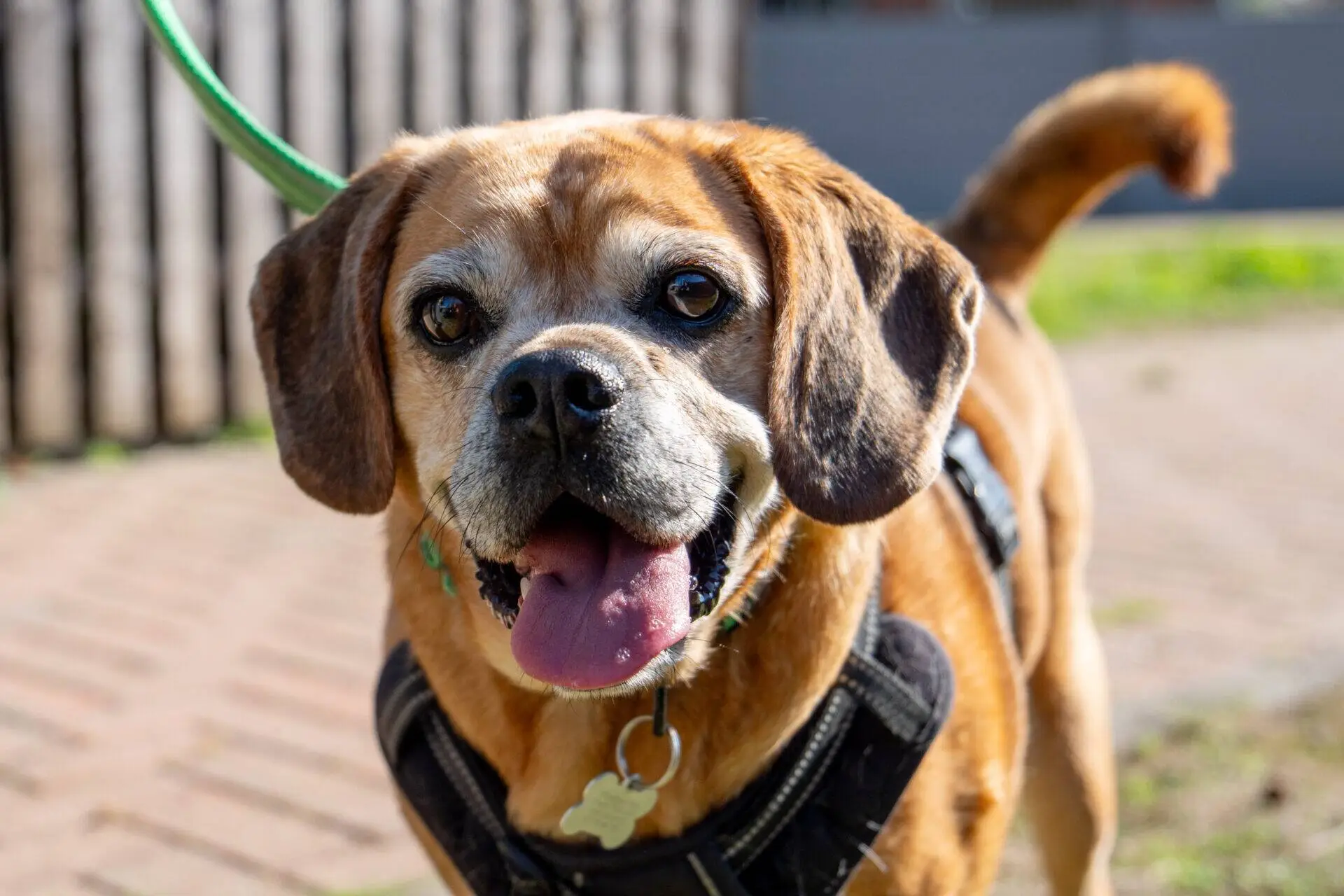 Maddie, a 11 years old female Pug X Beagle available for adoption from Woodgreen in Cambridgeshire