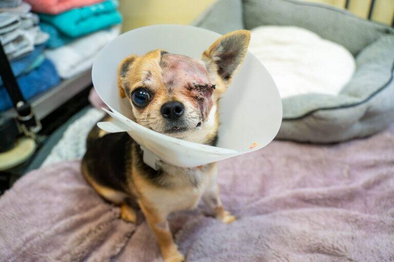 A small dog wearing a protective collar sits on a soft blanket, with one eye closed and stitched after surgery and one ear bandaged, indicating recent medical treatment.