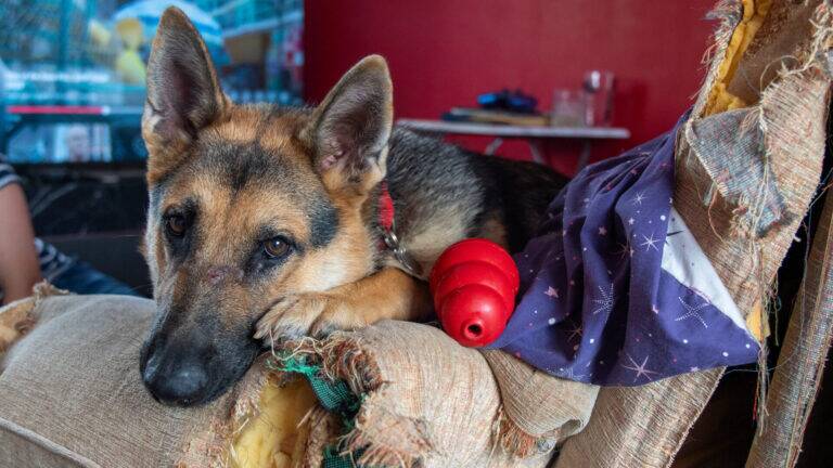 A German Shepherd lies on a torn, frayed sofa, resting its head on the armrest. A red chew toy and a star-patterned fabric are next to the dog, with a red wall and various items in the background.