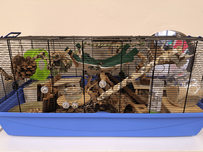A blue and black wire small animal cage filled with various enrichment items like wooden sticks, tunnels, branches, a hammock, a water bottle, a food bowl, and a green exercise wheel, set against a plain wall.