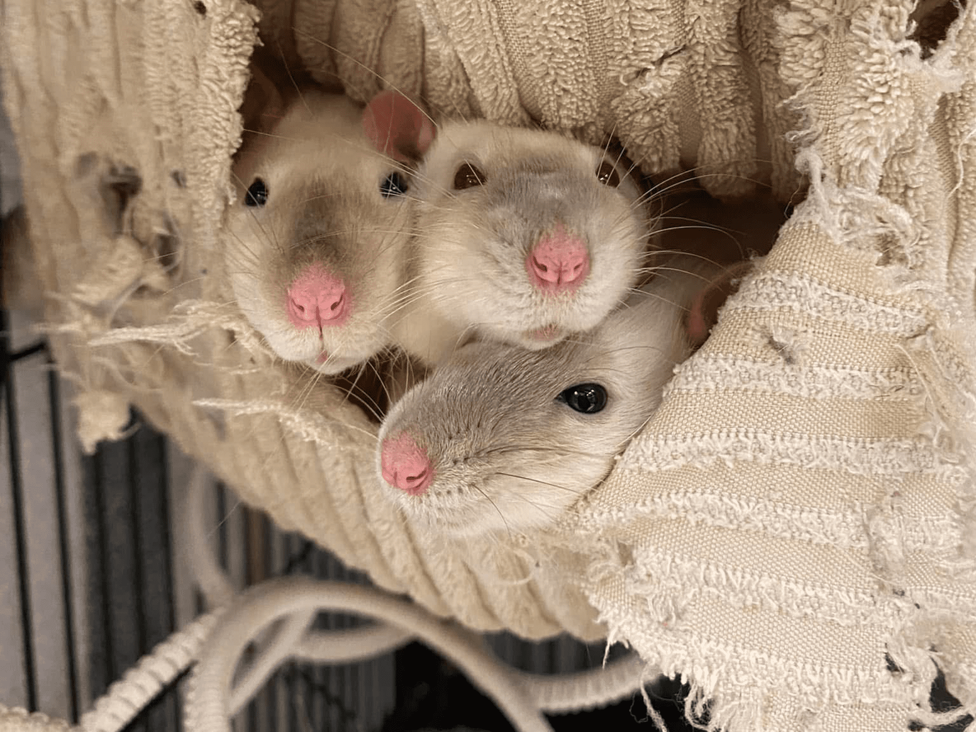 Three rats with pink noses peek out together from a cosy, cream-coloured, textured fabric hammock inside a cage.