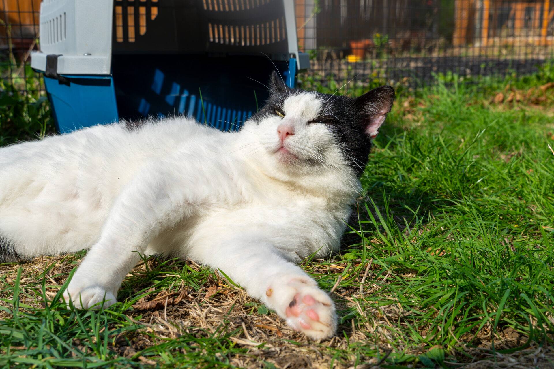 A black and white cat lying in the grass in front of a pet carrier, eyes squinting in the sun.