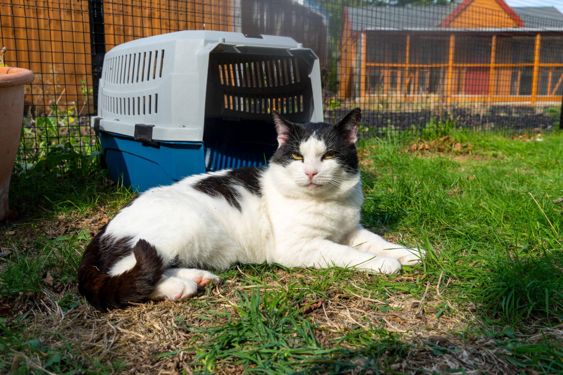 A black and white cat lying on the grass in front of an open pet carrier.