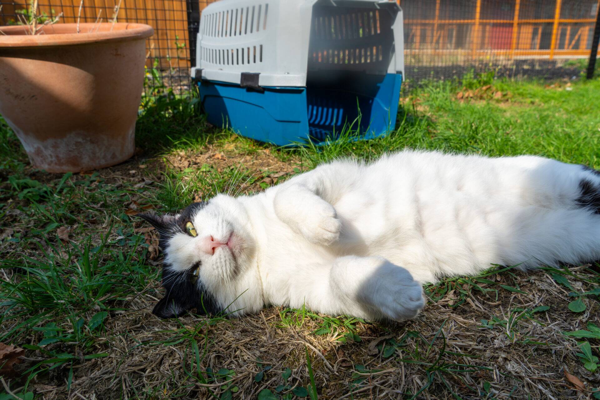 A black and white cat lying on its back on the grass in front of a blue pet carrier.