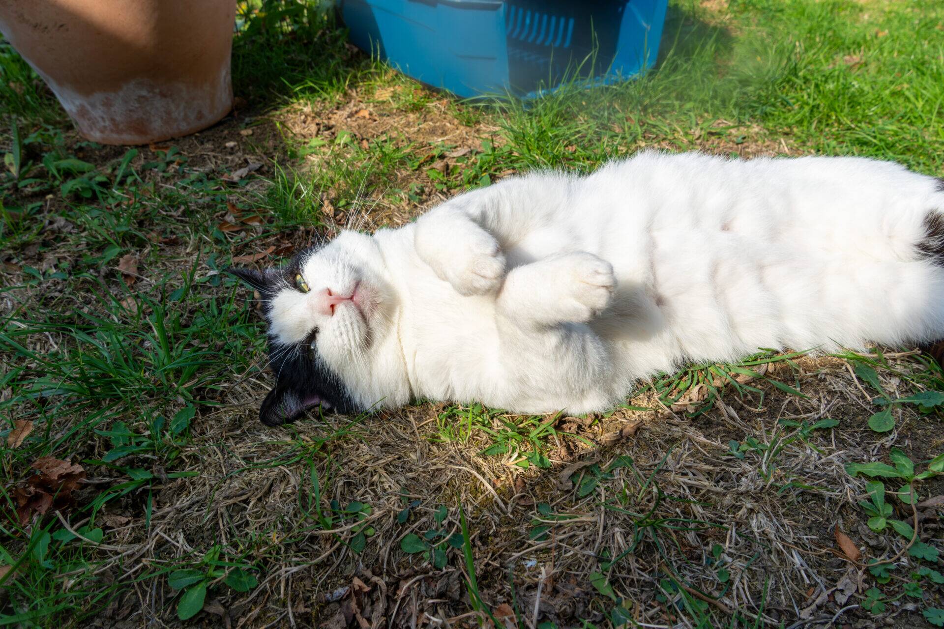 A black and white cat lies on its back in the grass, looking towards the camera.