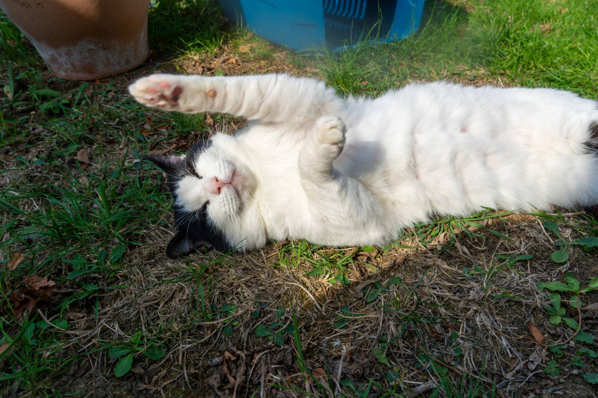 A black and white cat lying on its back in the grass with one paw raised in the air.