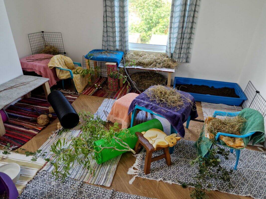 A brightly lit room with cages, tunnels, hay piles, branches, and towels set up on furniture and carpets, creating an indoor play area for small animals like guinea pigs or rabbits. A window with curtains lets in natural light.