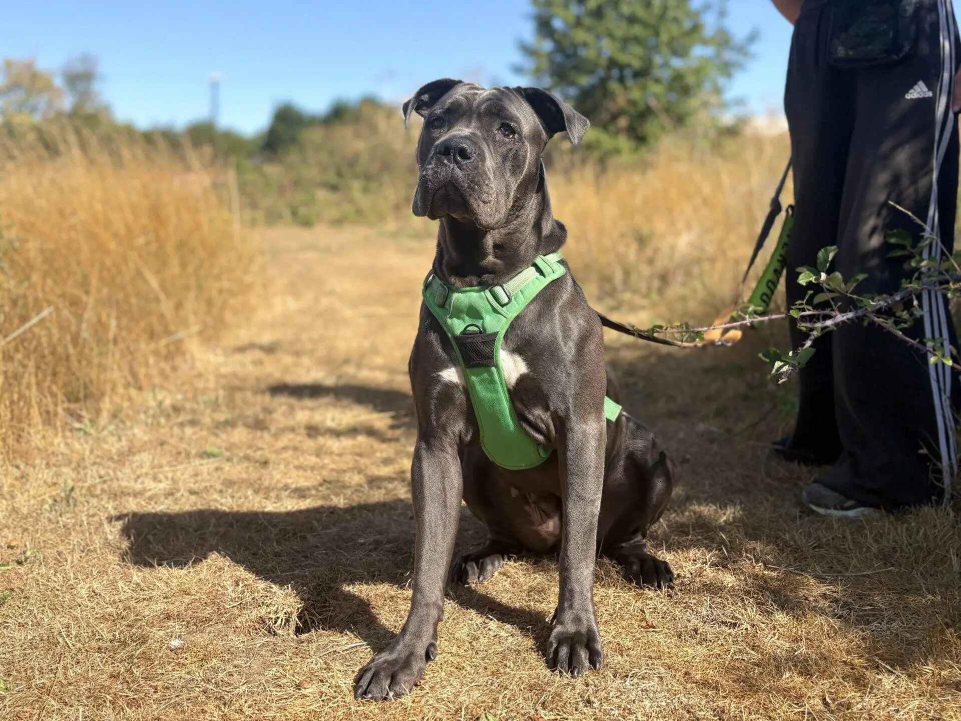 A black dog wearing a green harness sits on a dry grassy path, with a person holding its lead partially visible on the right side of the image.