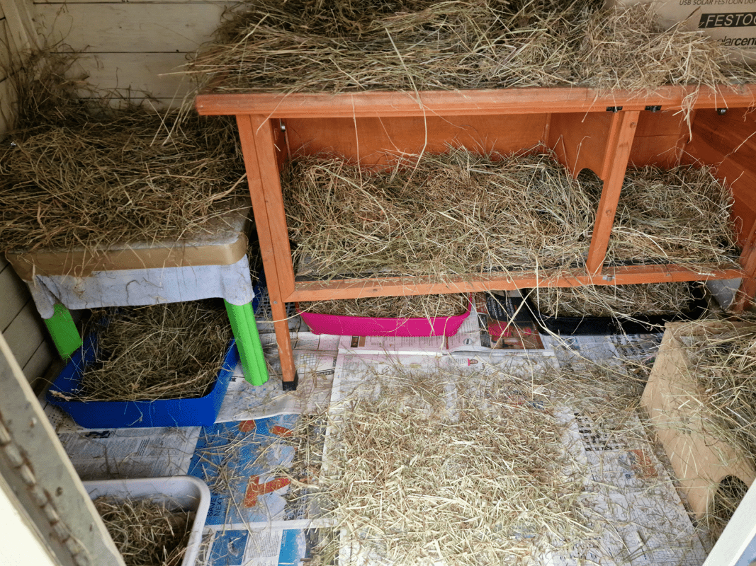 A small animal enclosure with wooden furniture, several plastic litter trays, and cardboard boxes, all scattered with hay. The floor is covered with paper and hay, creating a cosy habitat.