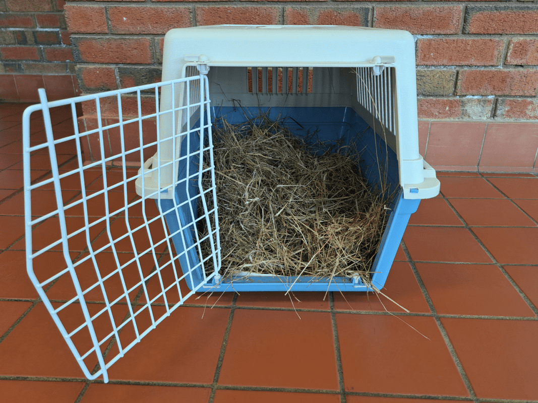 A blue and white pet carrier with an open metal door sits on a red tiled floor. The carrier is filled with hay. A brick wall is visible in the background.