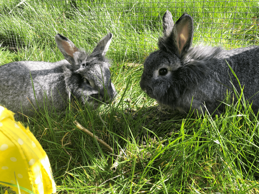 Two fluffy grey rabbits sit facing each other on green grass in a sunlit outdoor enclosure. A yellow object with white dots is partially visible in the lower left corner.