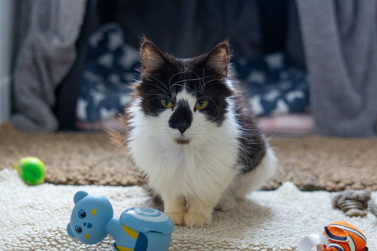 A fluffy black and white cat sits on a beige carpet surrounded by colourful toys, including a blue bear and a green ball, with a cosy blanket in the background.