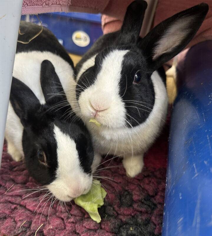 Two dutch black and white rabbits sit close together on a maroon mat, nibbling on leafy greens. One rabbit looks at the camera whilst the other focuses on eating.
