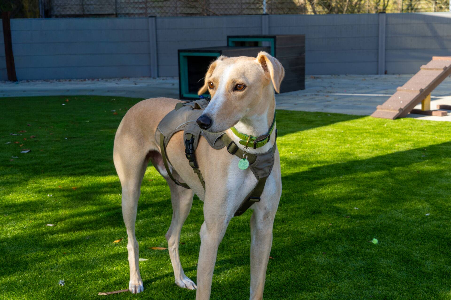 A tan Lurcher wearing a green collar and an olive-coloured harness stands on a grassy lawn.