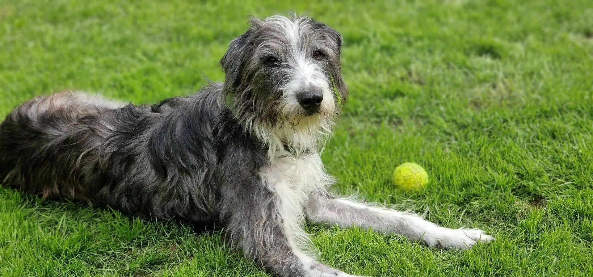A scruffy grey and white lurcher cross dog lying in the grass next to a yellow tennis ball.