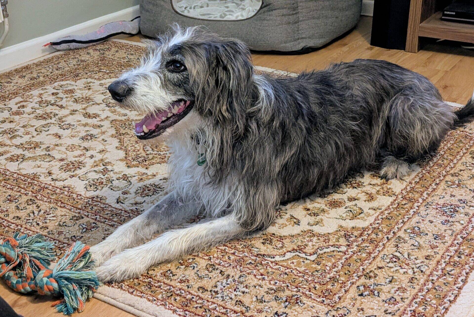 A shaggy, grey and white Max lurcher cross dog lies on an ornate rug with a rope toy between its front paws.