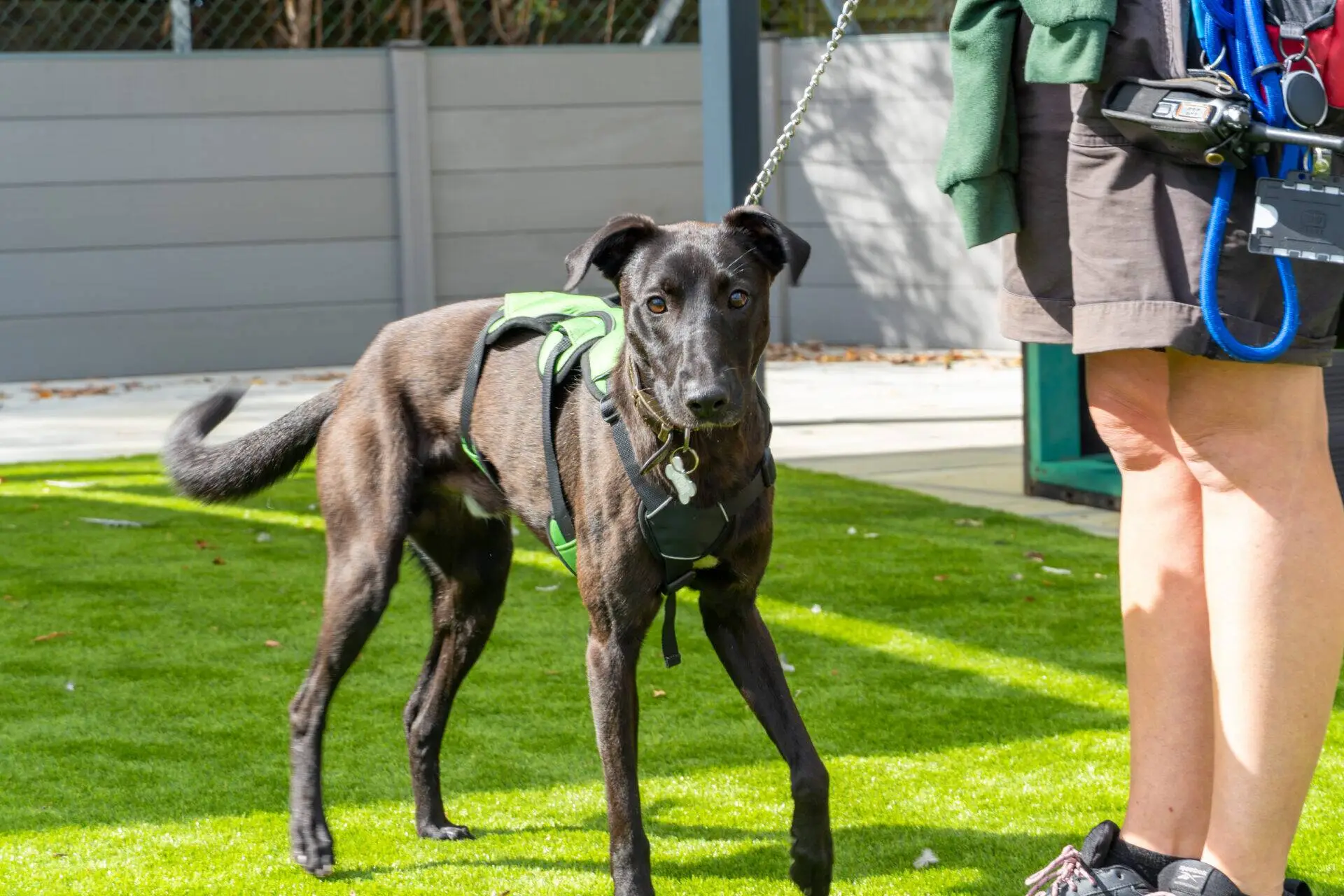 A black Lurcher dog named Ferb, wearing a green harness, stands on grass, on a lead and looking at the camera. Part of a person holding the lead is visible, but their face is out of frame.