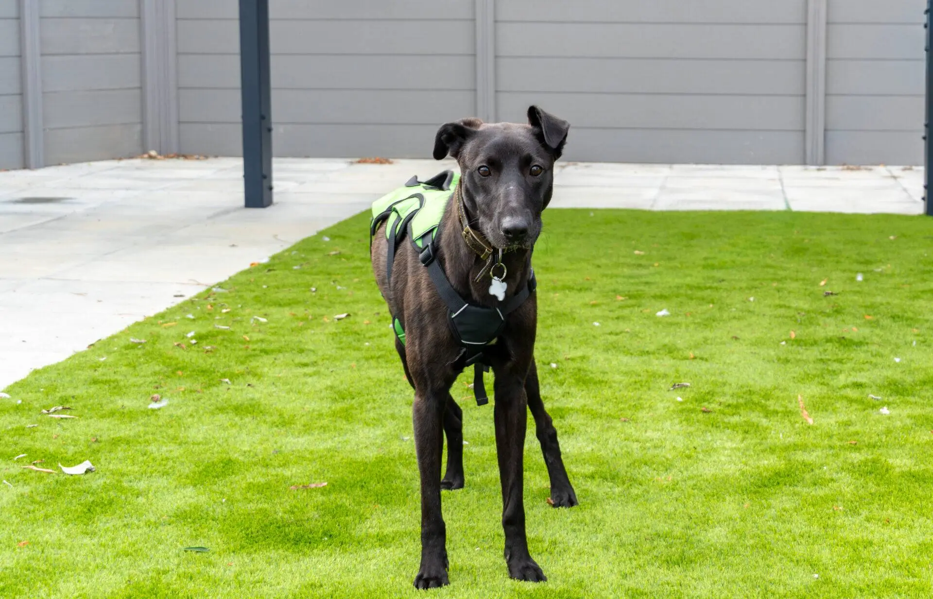 A black Lurcher dog named Ferb, wearing a green harness, stands on bright green grass in a fenced garden, looking directly at the camera.