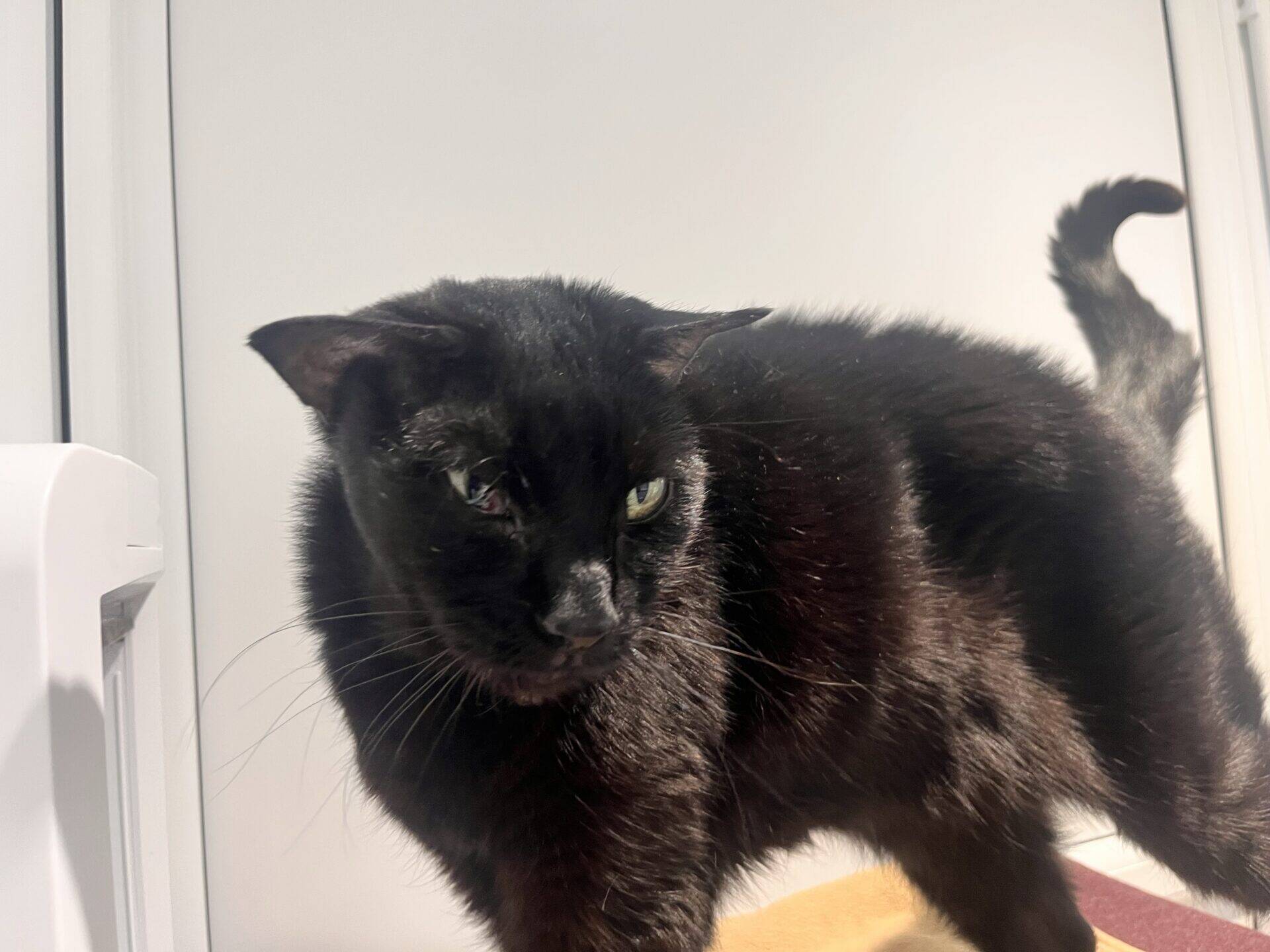 A black cat with its ears flattened and tail raised standing near a white door.