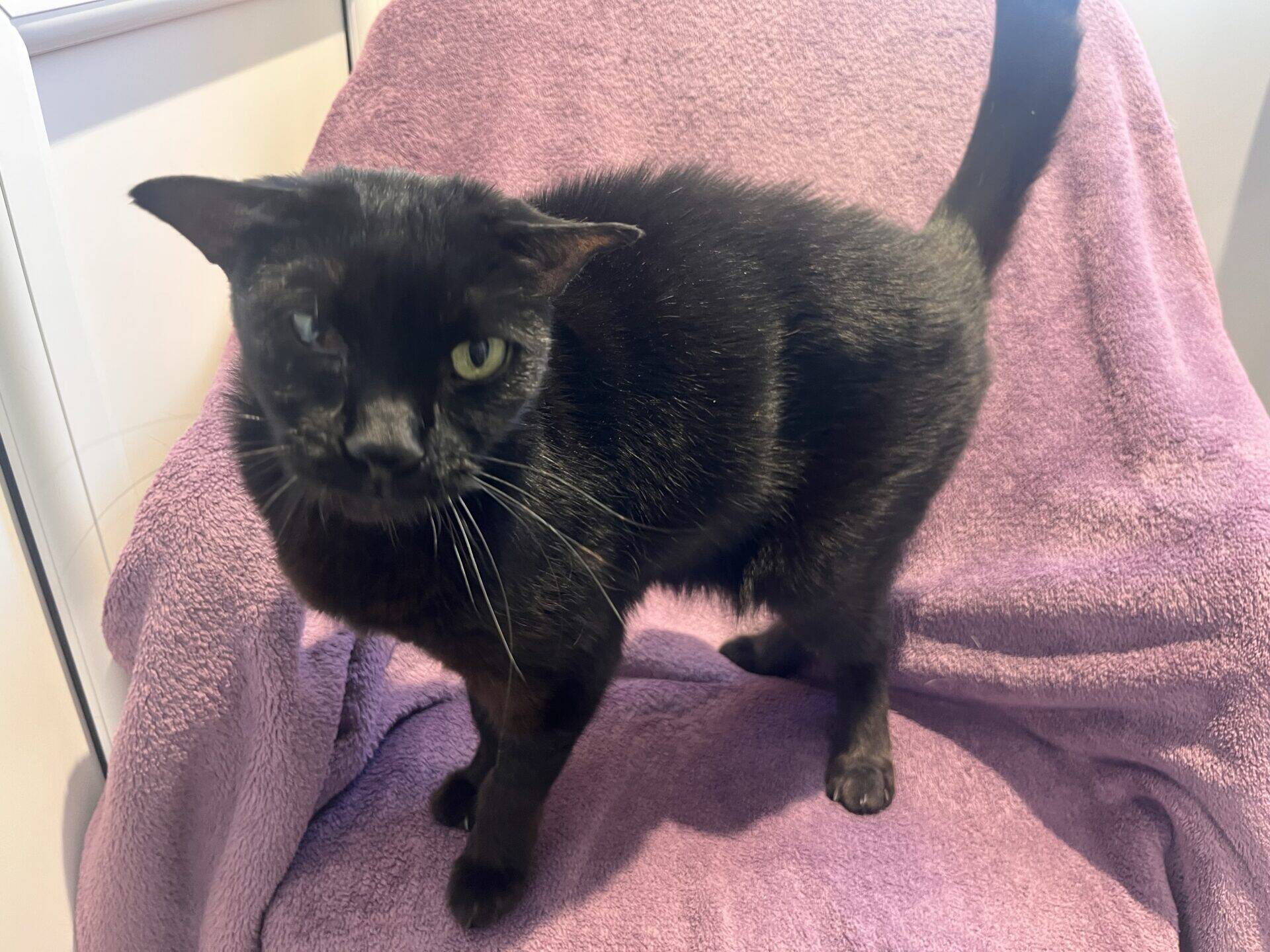 A black cat with one eye standing on a purple blanket.