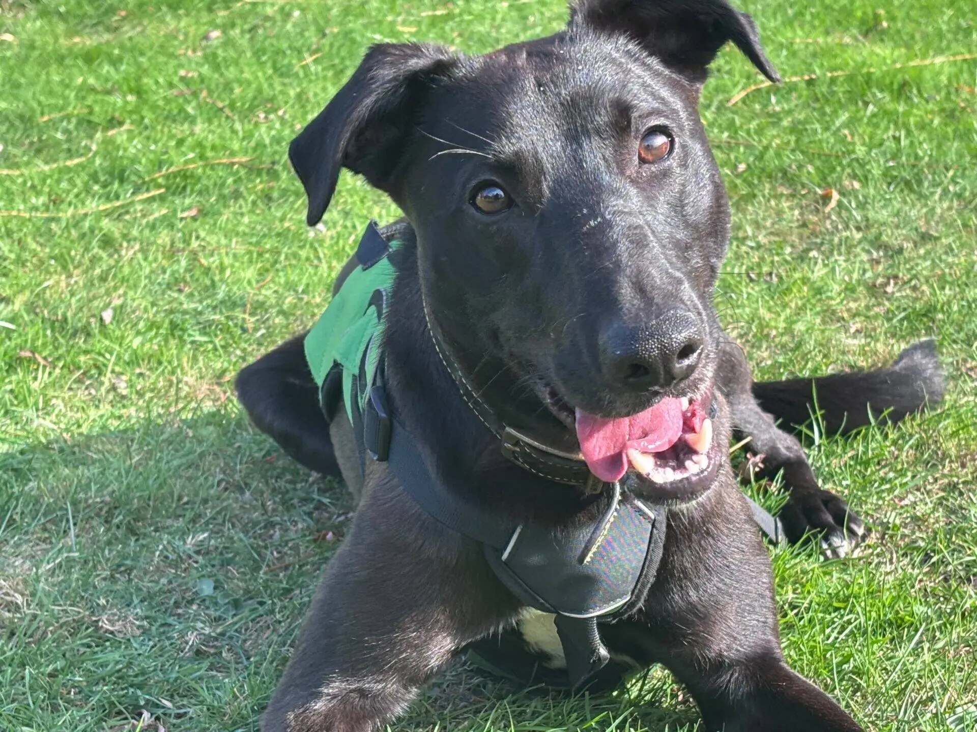 A black Lurcher dog named Ferb, wearing a harness, lies on green grass, looking up with its mouth open and tongue out, appearing happy and playful.