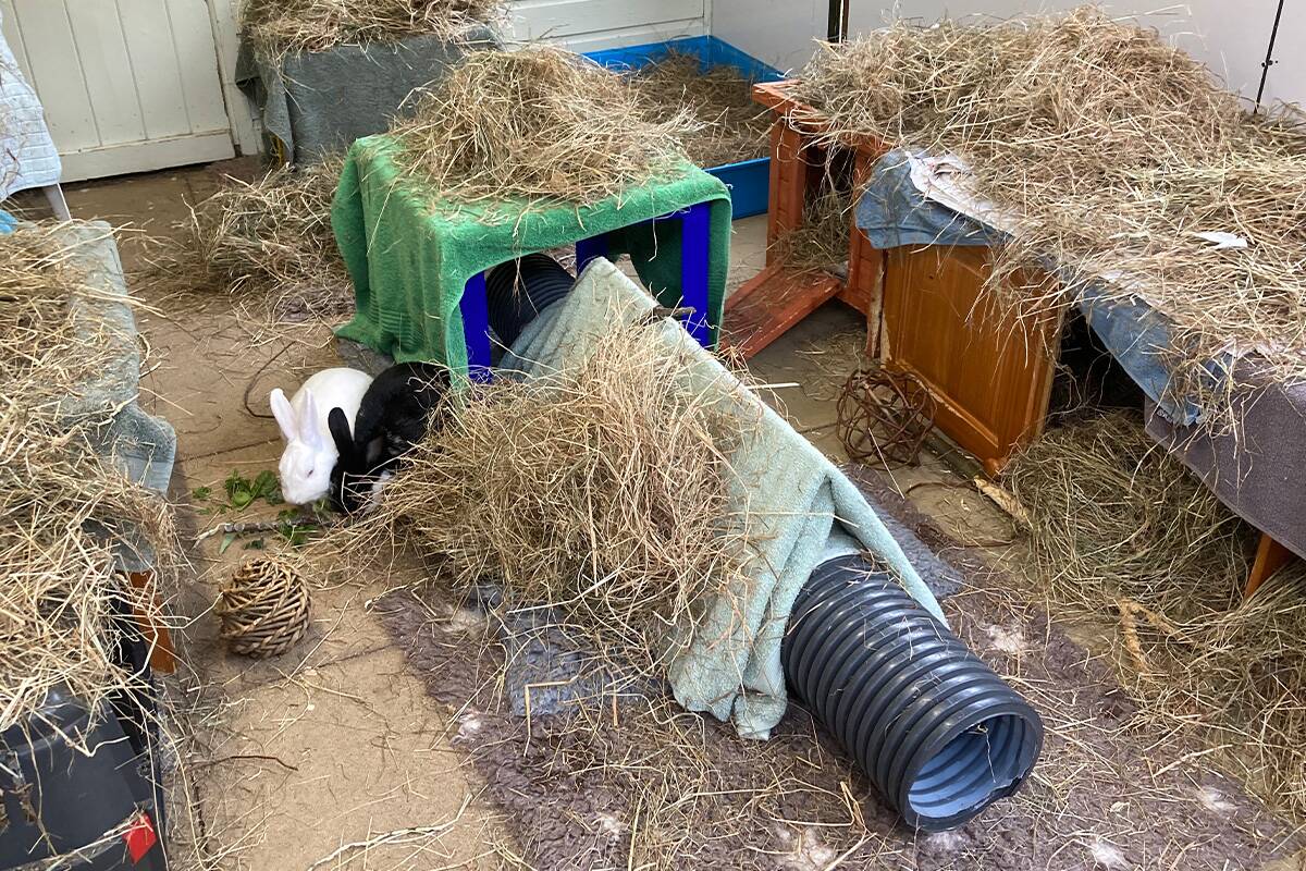 Two rabbits sit near a tunnel covered with hay and towels in a room filled with hay, wooden hutches, and toys. The space looks like an indoor rabbit play area or shelter.