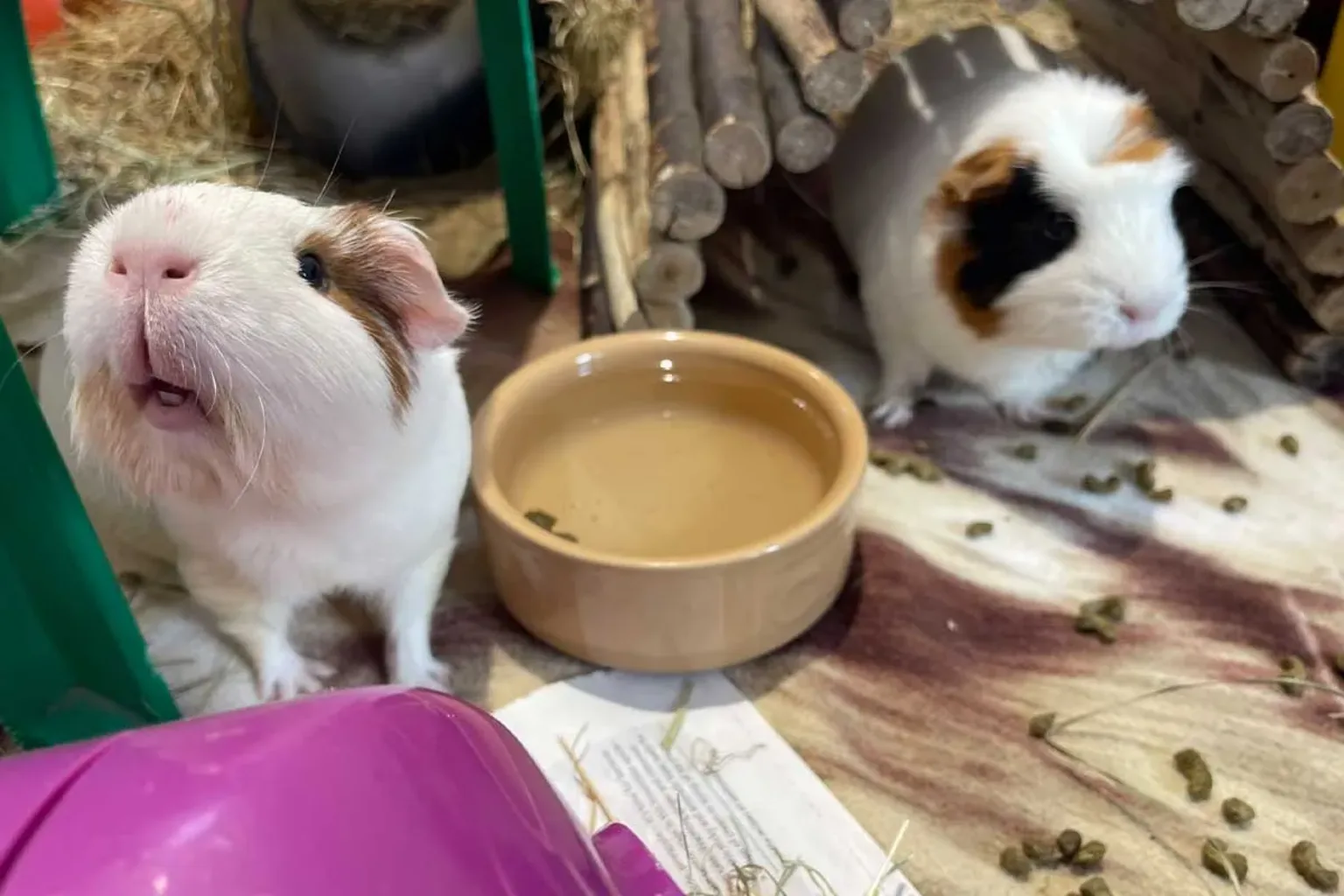 Two guinea pigs in a cosy habitat with wooden tunnels, a tan bowl of water, and scattered food and bedding. One guinea pig stands near the bowl, while the other sits partly inside a wooden shelter.
