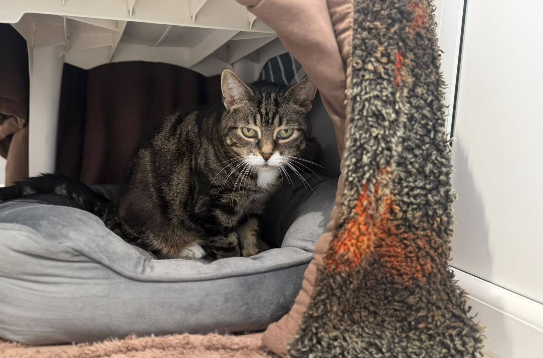 A brown tabby cat with a white chest sits inside a grey pet bed nestled within a plastic carrier.