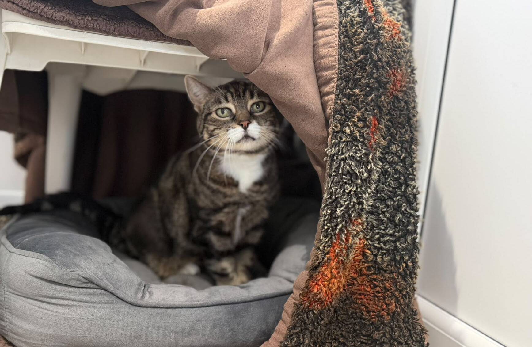 A tabby cat with a white chest sitting inside a pet bed partially covered by a blanket.