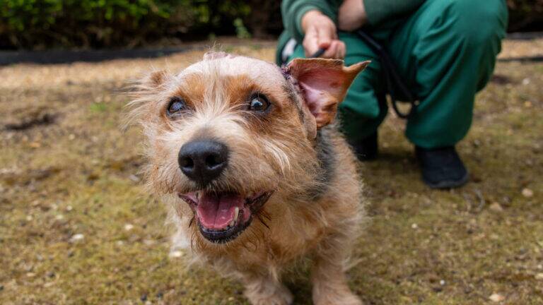 A small, happy brown dog with one ear up and one ear down stands on grass, looking at the camera, whilst a person in green holds its lead in the background.