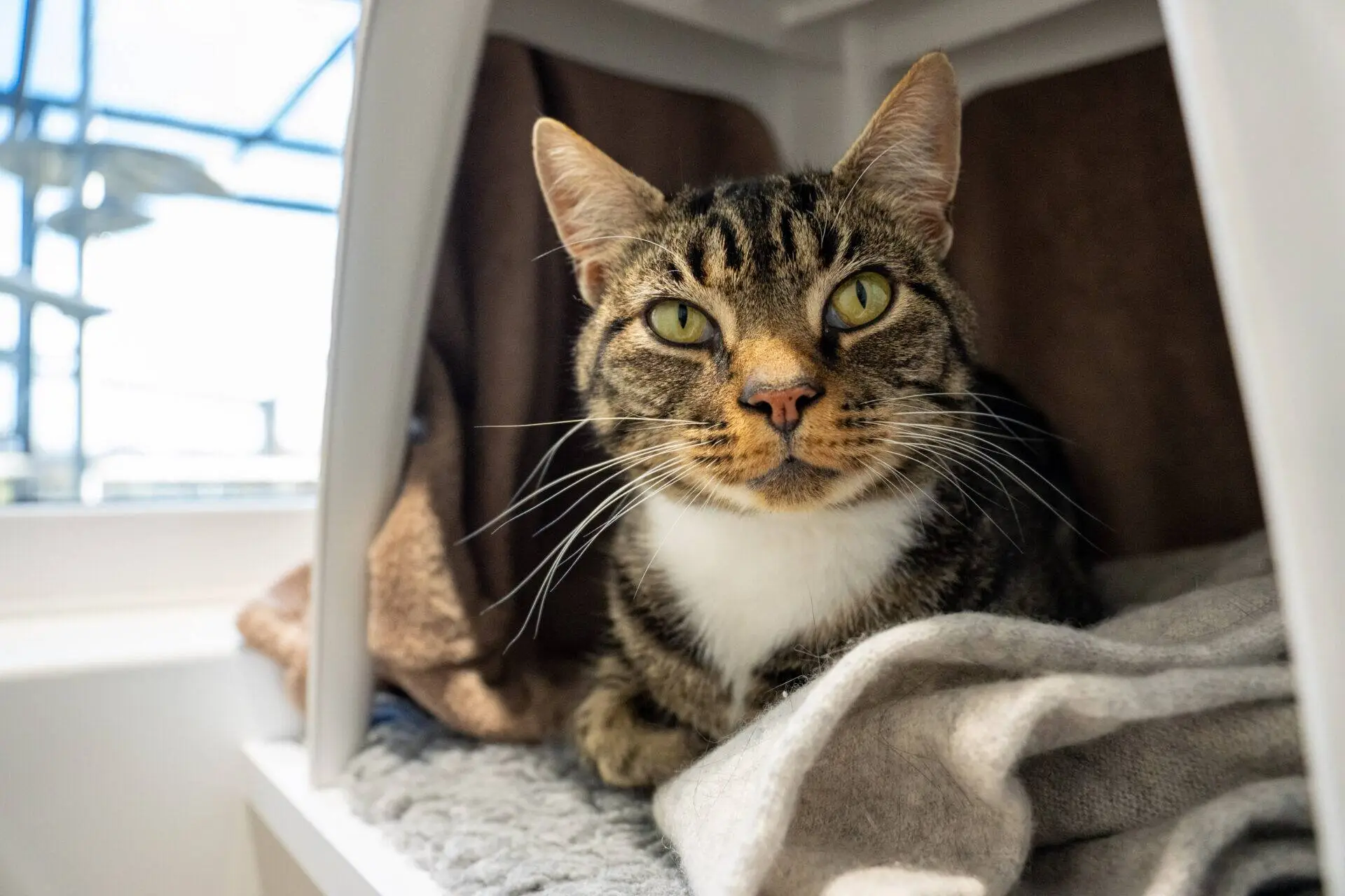 A tabby cat with green eyes and a white chest sits on a blanket inside a cosy, sunlit nook, looking directly at the camera.