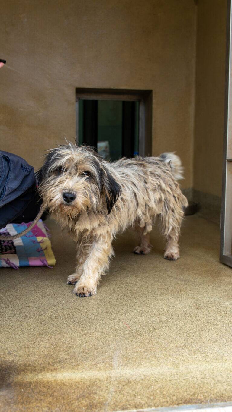 A shaggy, tan and grey dog stands on a textured floor in front of a small door opening, next to a colourful blanket featuring playful bunny designs.