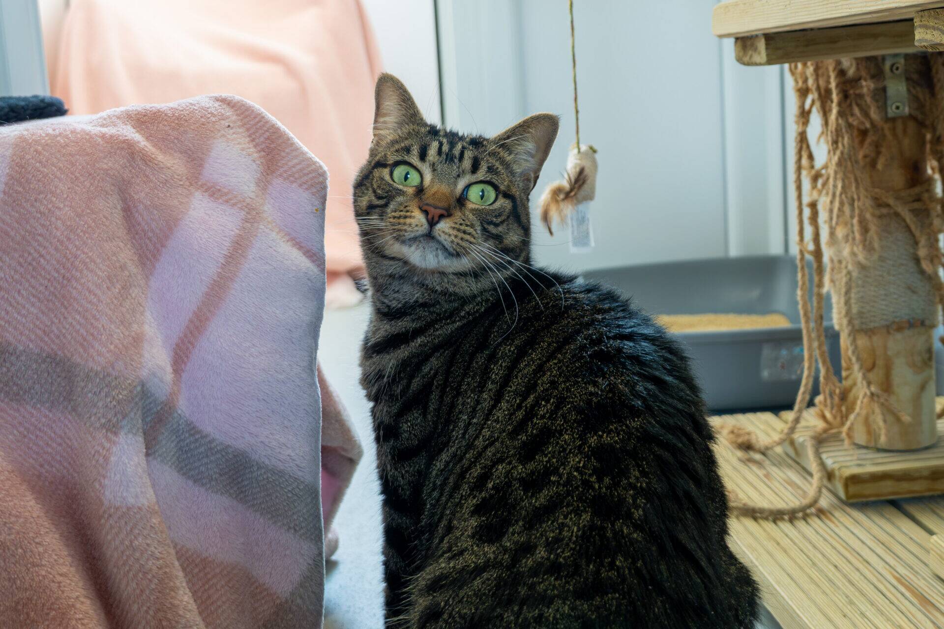 A brown tabby cat with bright green eyes looks up, sitting next to a pink blanket and a cat scratching post.