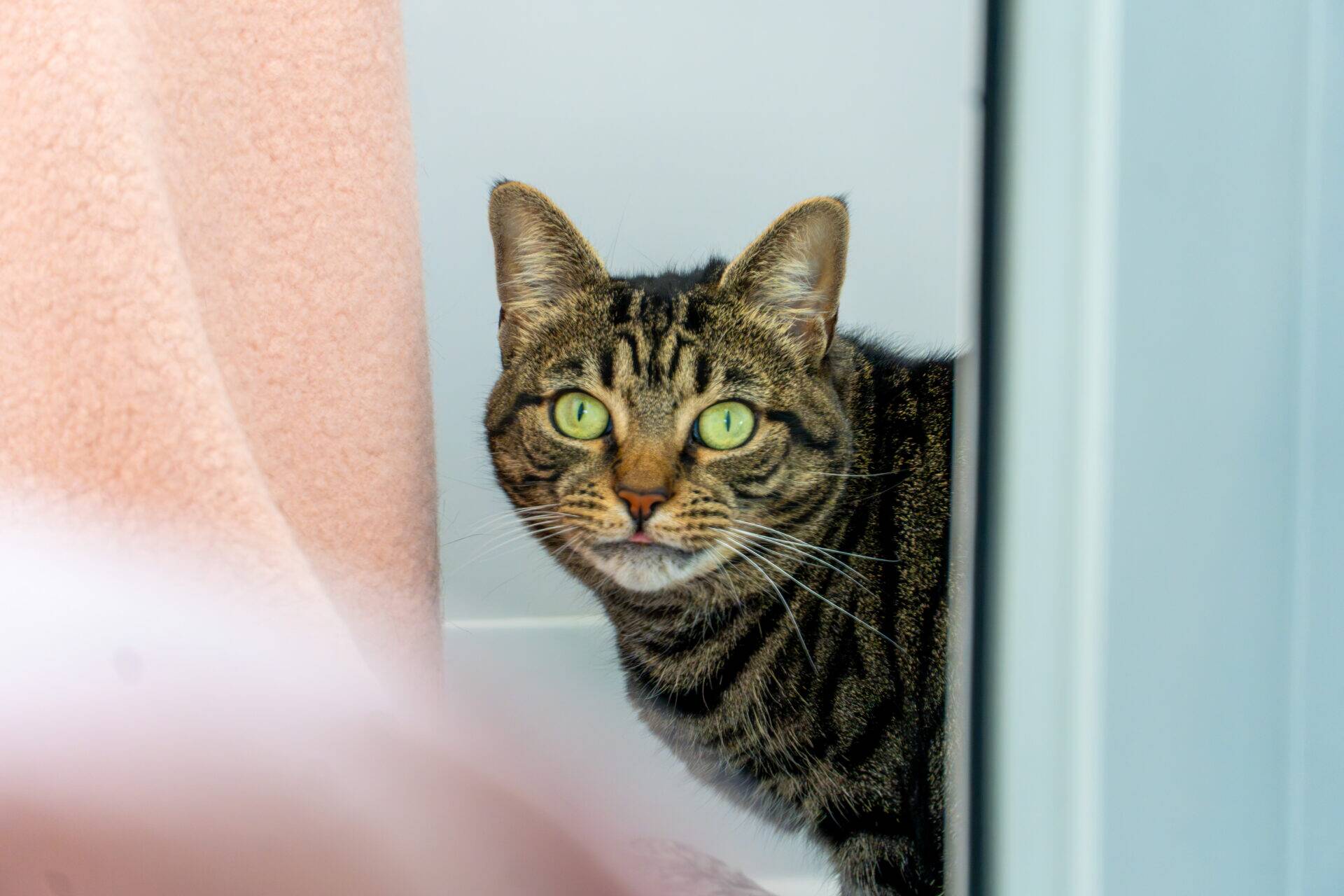 A brown tabby cat with green eyes peering round a doorway, showing a small piece of its tongue.