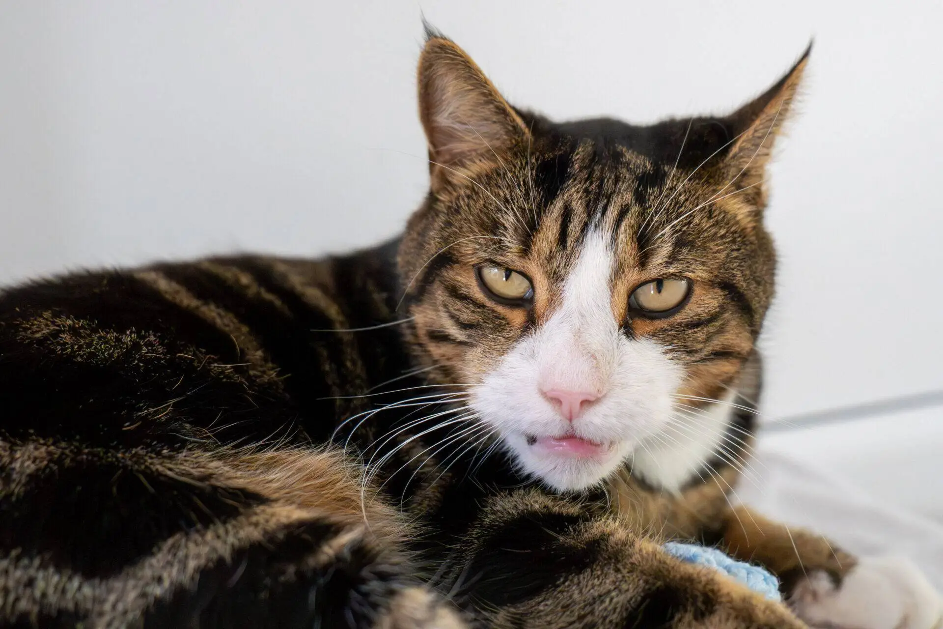 A brown and black tabby cat with white markings lounges on a bed, looking directly at the camera with its mouth slightly open and its ears pricked up.