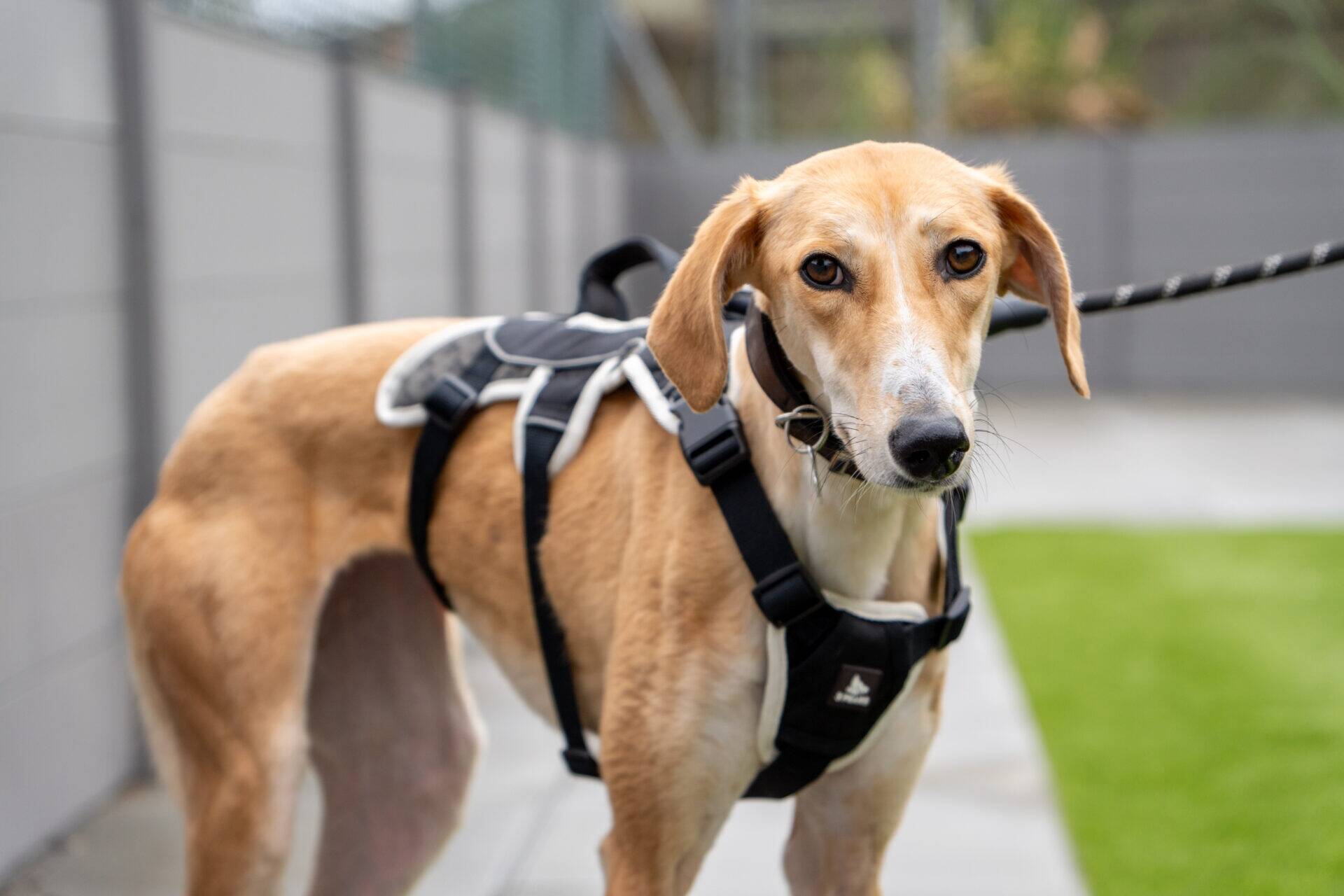 Light brown Tiramisu dog Lurcher with a white face and dark eyes, wearing a black harness, stands on a path next to green grass. The dog is looking directly at the camera.
