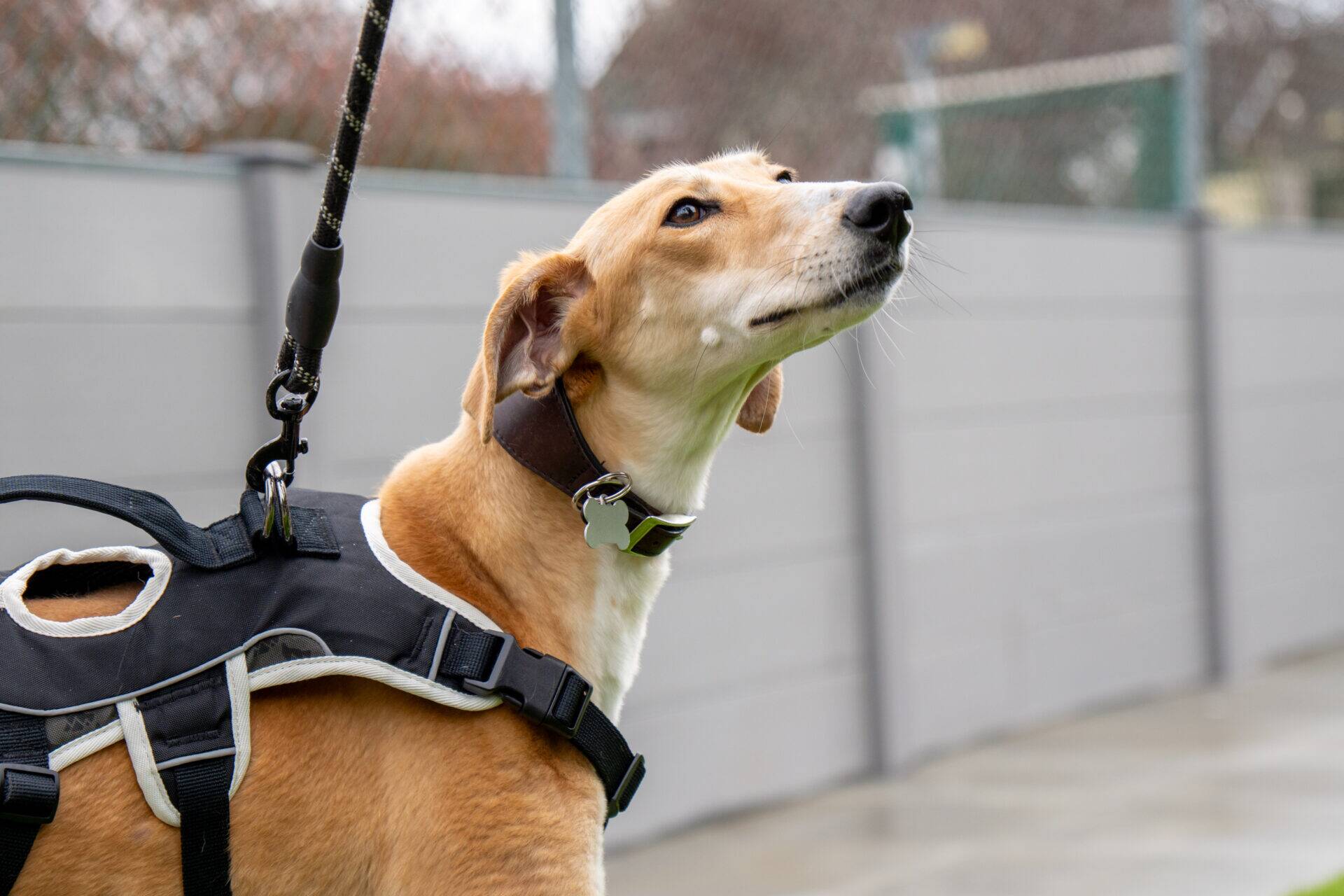 A tan and white Tiramisu dog Lurcher wearing a harness and lead stands outside near a grey fence, looking upward with its ears back.
