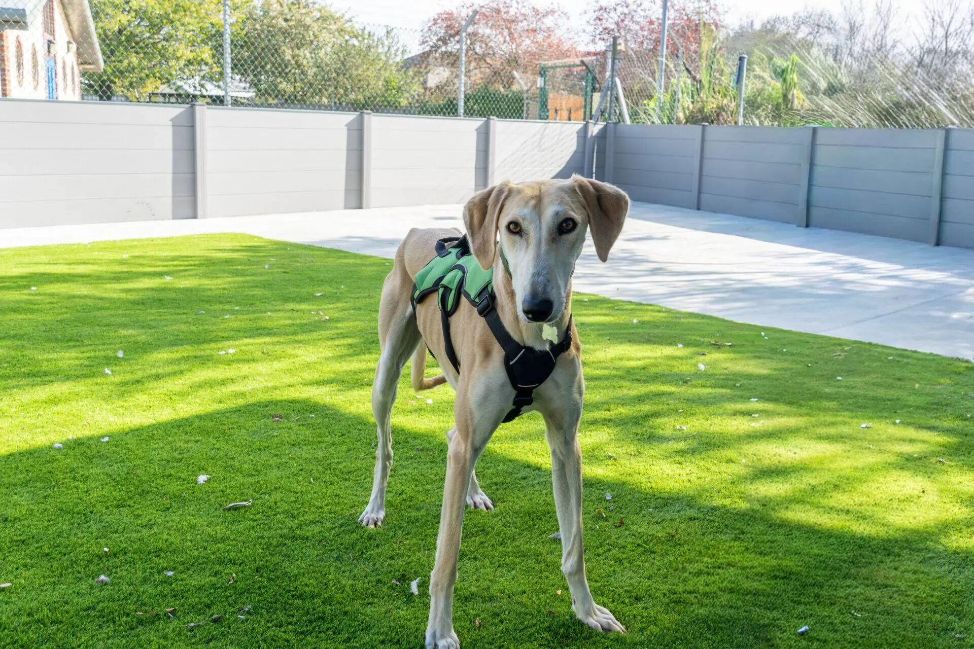 A tan dog wearing a green and black harness stands on green grass in a sunny, fenced garden with trees and a house visible in the background.