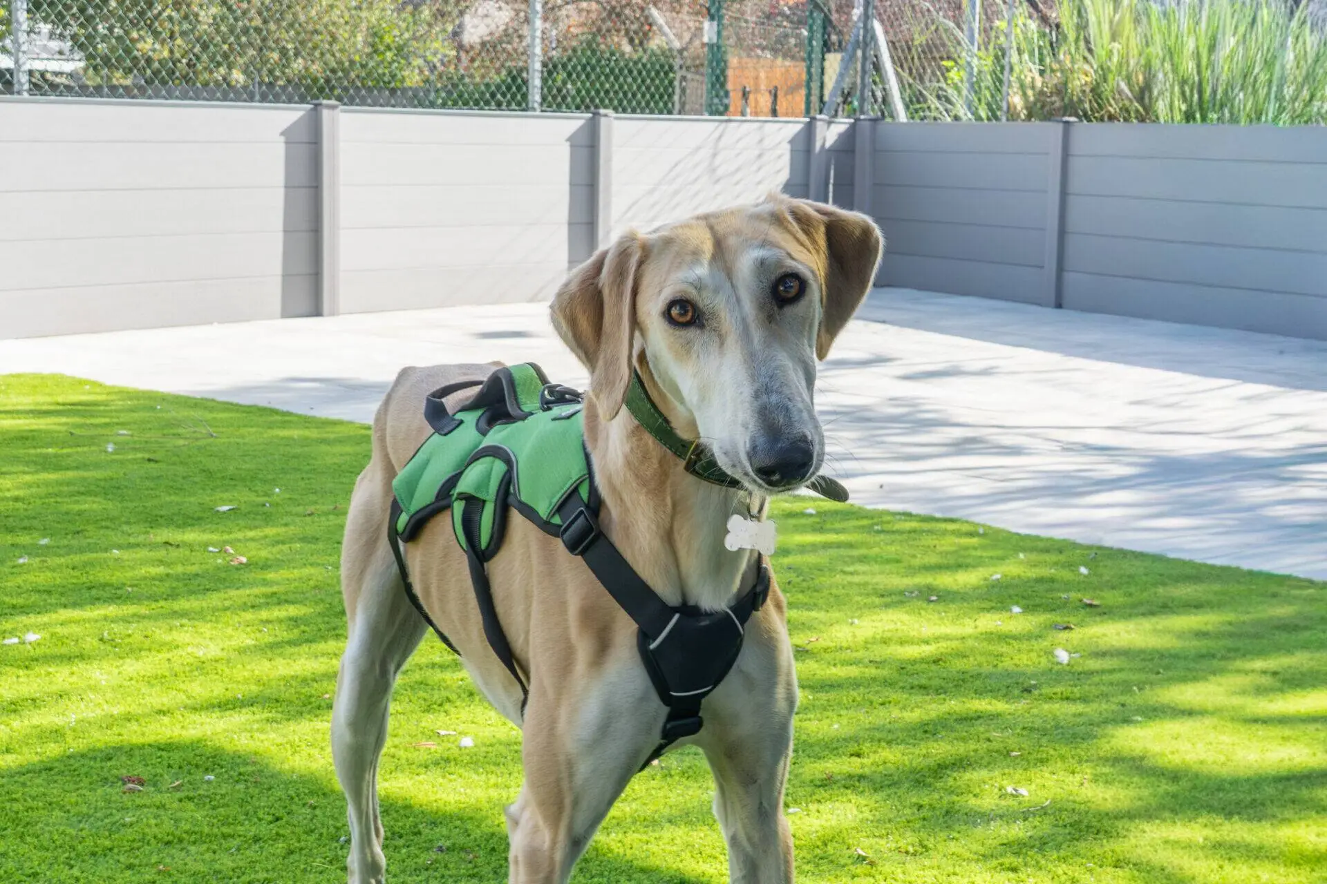 A tan dog wearing a green harness stands on bright green grass in a fenced outdoor area, looking towards the camera with its head slightly tilted.