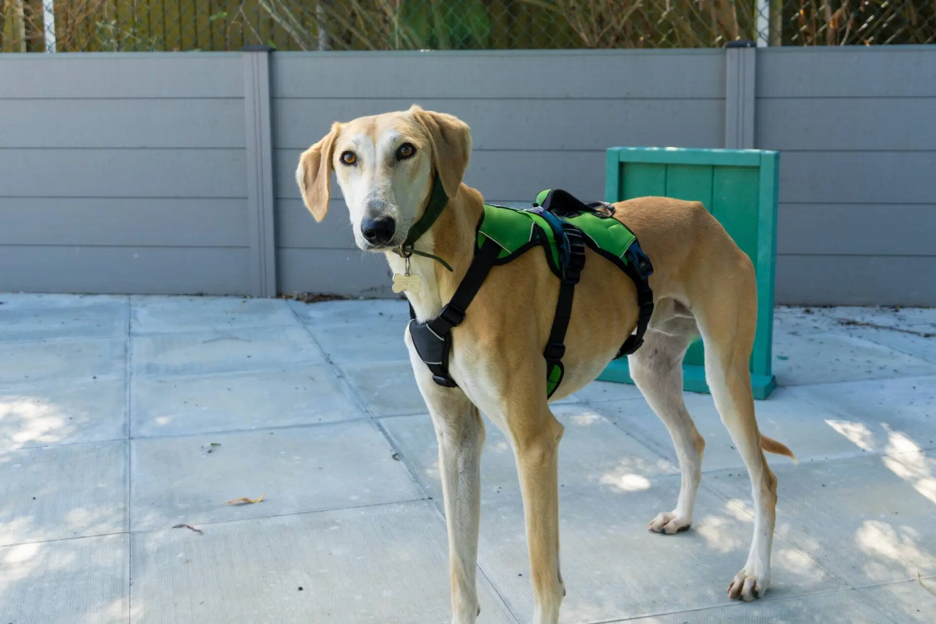 A slender tan dog with a green harness stands on a paved patio near a teal box and grey fence, looking towards the camera.