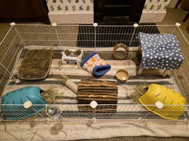 A guinea pig cage with hay, two yellow plastic houses, a blue polka dot hideaway, a wooden tunnel, a food bowl, water bottle, a willow ring, and a fleece blanket on a striped mat.