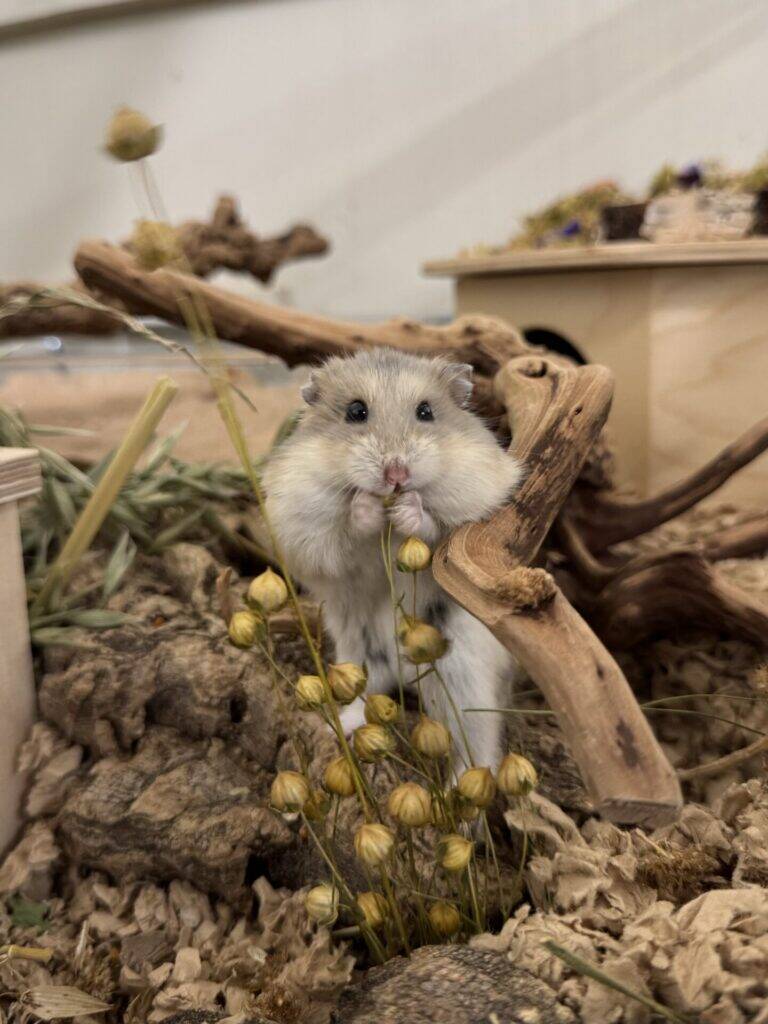 A fluffy hamster sits upright, holding dried plant stems in its tiny paws. The background includes wood, dried leaves, and a small wooden house, creating a cosy, natural habitat scene.