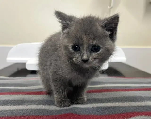 A small grey kitten with blue eyes sits on a striped blanket, looking at the camera with a curious expression.
