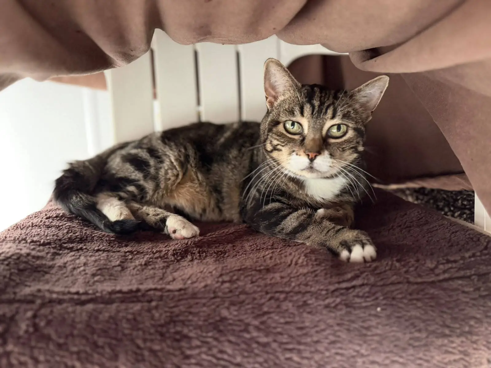 A tabby cat with white paws and chest lies on a brown blanket, looking at the camera. The cat is under a structure with brown fabric draped above, creating a cosy, sheltered space.