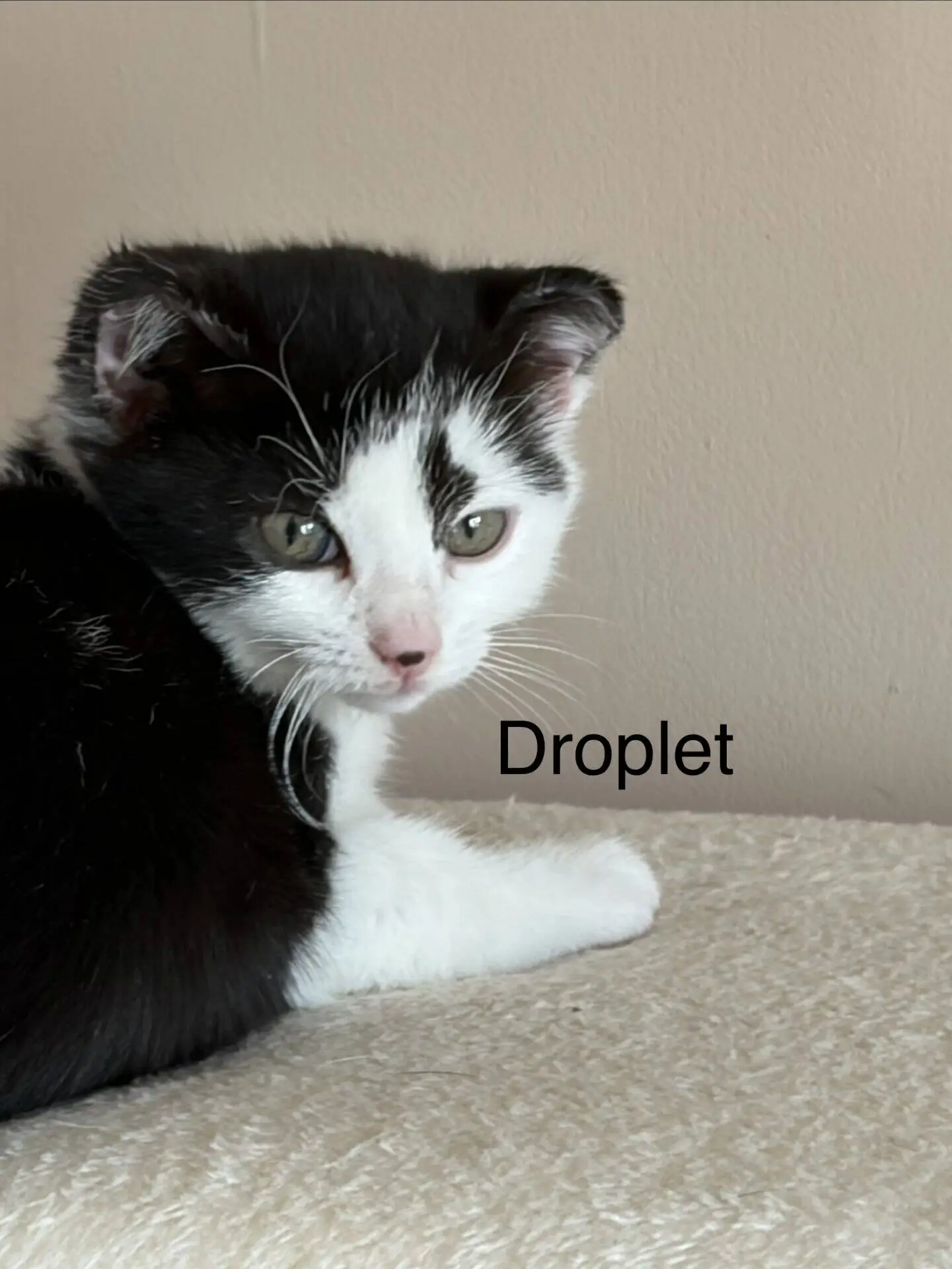 A black and white kitten with green eyes lies on a beige surface next to the word Droplet written in black text on the wall.