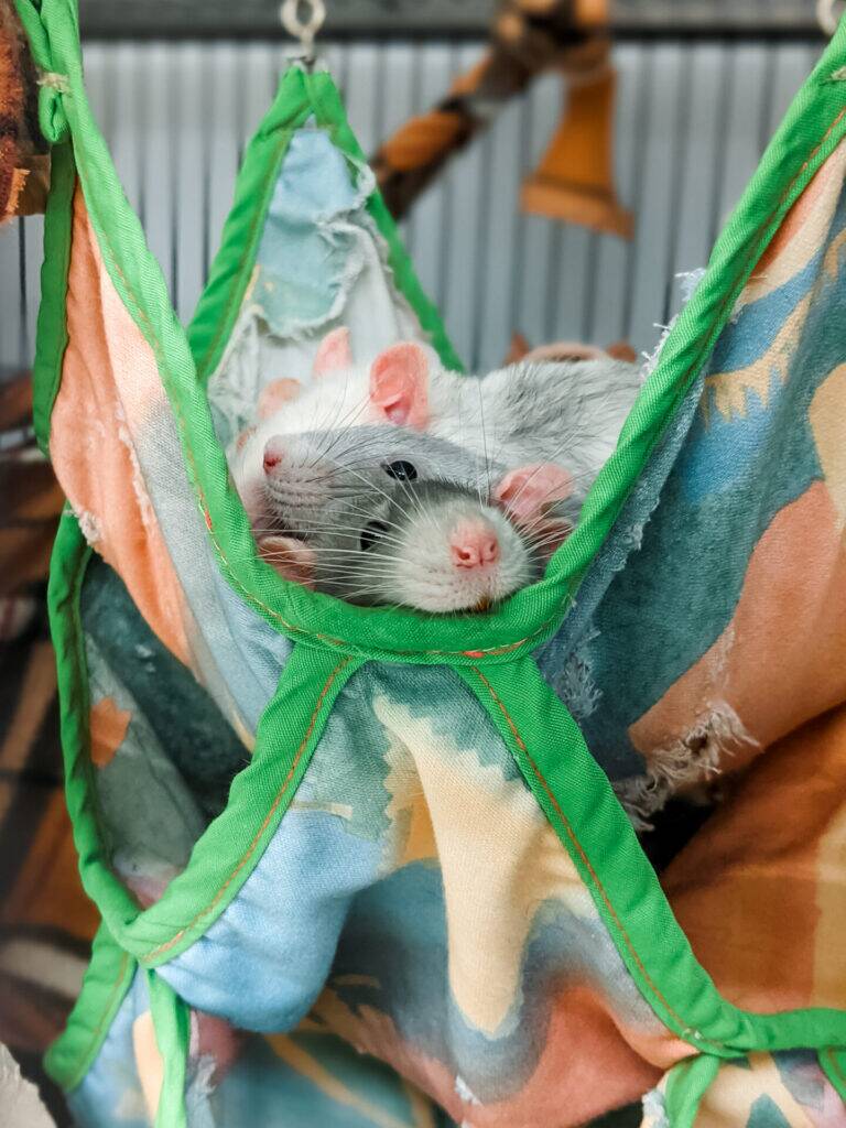 Two rats snuggle together in a colourful, green-trimmed fabric hammock, peeking out with their noses touching. The hammock appears soft and slightly frayed at the edges.