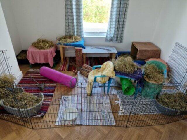 A spacious indoor guinea pig enclosure with hay, tunnels, hides, dishes, and colourful rugs, set in a bright room with wooden floors and a window with patterned curtains.