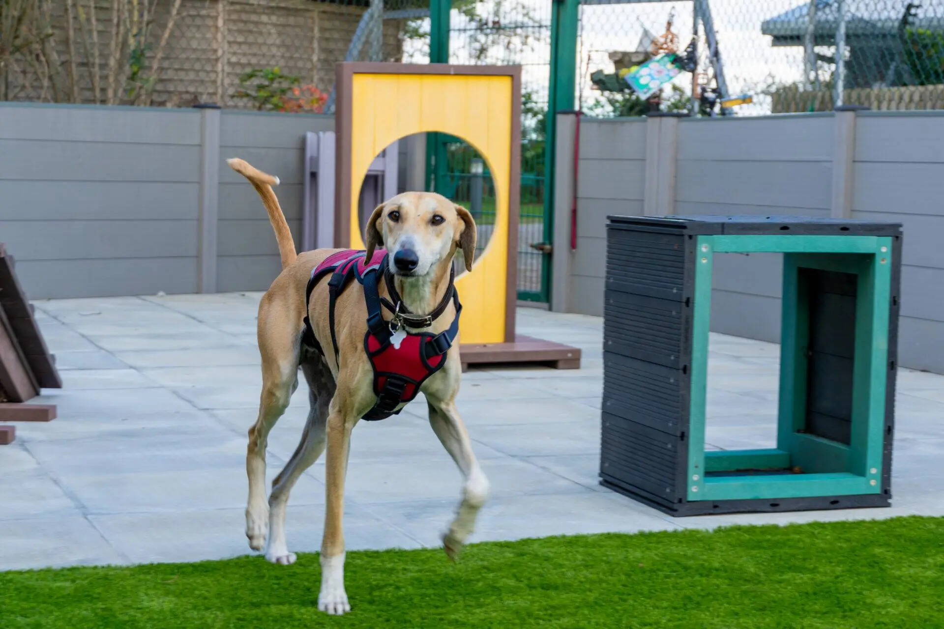 A tan dog wearing a red harness walks on artificial grass in a fenced outdoor area with agility equipment and obstacles in the background.
