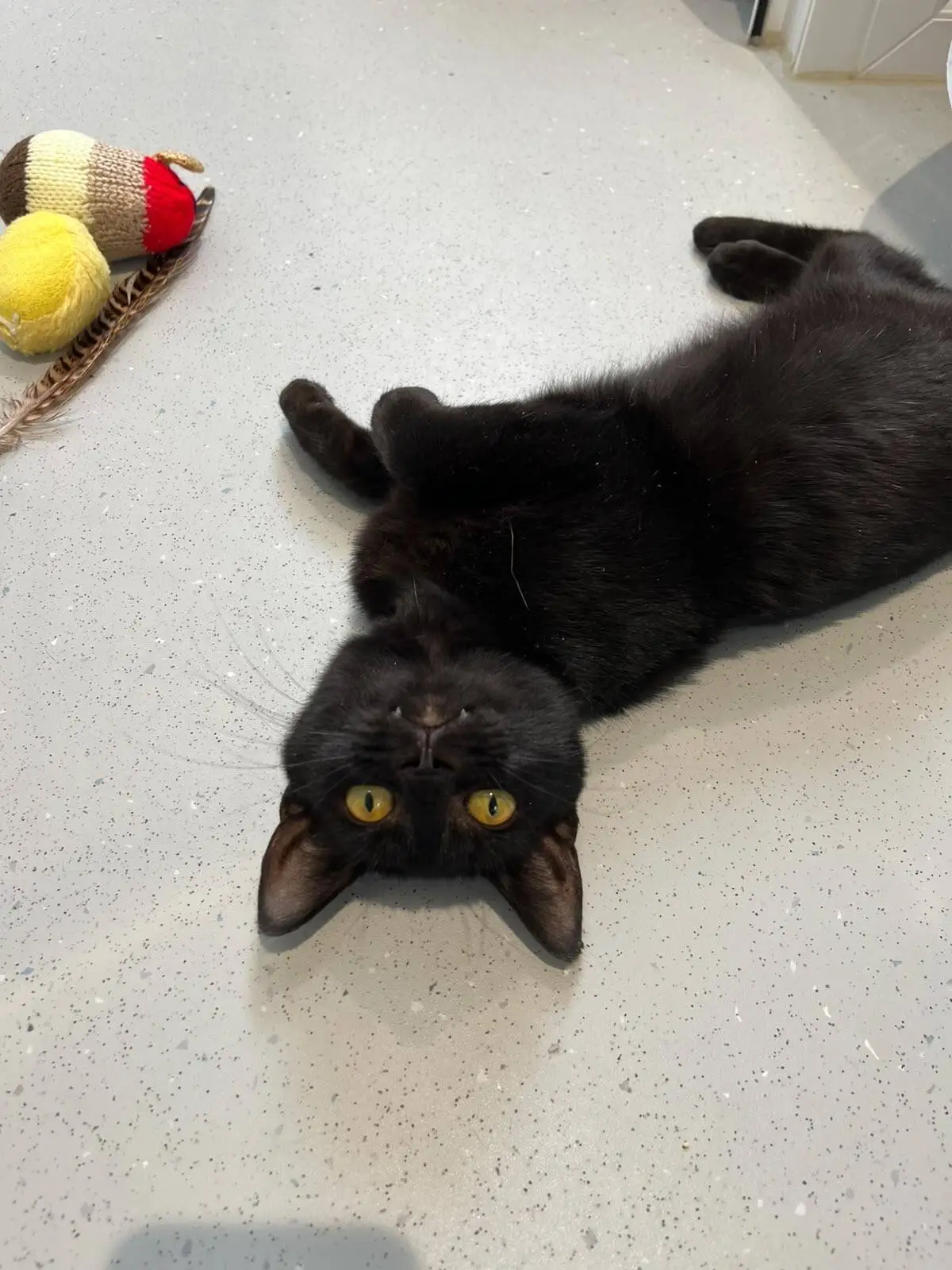 A black cat with yellow eyes lies on its back on a speckled floor, looking up at the camera. A feathered cat toy with yellow and red balls is nearby.