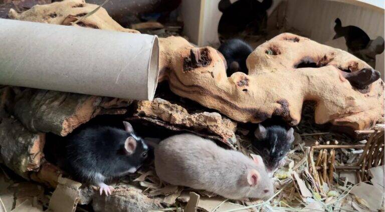 Several mice of different colours explore a habitat made of cardboard tubes, wood, and bark, with natural bedding and scattered food pieces visible.
